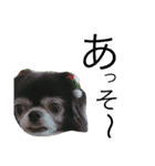 Moriya’s dog ＆cat3（個別スタンプ：8）