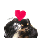 Moriya’s dog ＆cat3（個別スタンプ：10）