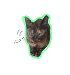 Moriya’s dog ＆cat3（個別スタンプ：11）