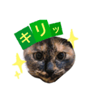 Moriya’s dog ＆cat3（個別スタンプ：12）