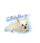 Moriya’s dog ＆cat3（個別スタンプ：13）
