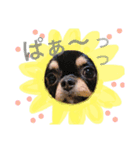 Moriya’s dog ＆cat3（個別スタンプ：14）