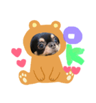 Moriya’s dog ＆cat3（個別スタンプ：15）