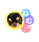 Moriya’s dog ＆cat3（個別スタンプ：16）