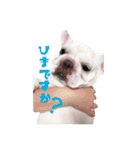 フレブルのぽっちゃりわさび（個別スタンプ：5）