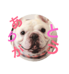 フレブルのぽっちゃりわさび（個別スタンプ：7）