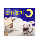 フレブルのぽっちゃりわさび（個別スタンプ：13）