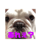 フレブルのぽっちゃりわさび（個別スタンプ：24）