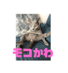 ろくちゃんのおぱいりん（個別スタンプ：6）