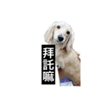 かわいい。ニーニ（個別スタンプ：5）