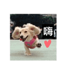 かわいい。ニーニ（個別スタンプ：8）