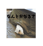 まったりきなこ（個別スタンプ：10）