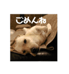 まったりきなこ（個別スタンプ：12）