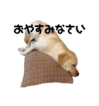 まったりきなこ（個別スタンプ：15）