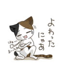 高知 幡多弁 猫スタンプ（個別スタンプ：28）