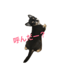 チャコさんの生活2（個別スタンプ：3）