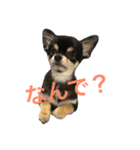 チャコさんの生活2（個別スタンプ：5）
