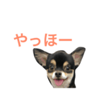 チャコさんの生活2（個別スタンプ：12）
