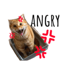 猫★キキとチャチャ（個別スタンプ：13）