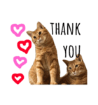 猫★キキとチャチャ（個別スタンプ：16）