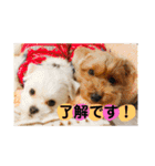 ビビノア！（個別スタンプ：13）