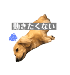 ニコラの日常スタンプ（個別スタンプ：1）