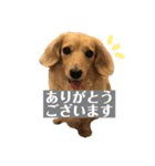 ニコラの日常スタンプ（個別スタンプ：2）