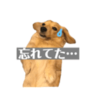 ニコラの日常スタンプ（個別スタンプ：3）