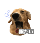 ニコラの日常スタンプ（個別スタンプ：4）
