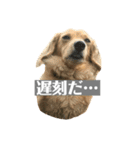 ニコラの日常スタンプ（個別スタンプ：5）