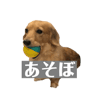 ニコラの日常スタンプ（個別スタンプ：8）