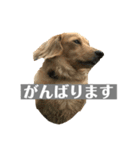 ニコラの日常スタンプ（個別スタンプ：13）