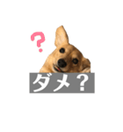 ニコラの日常スタンプ（個別スタンプ：14）