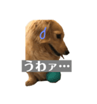 ニコラの日常スタンプ（個別スタンプ：15）