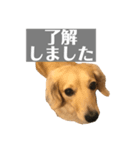 ニコラの日常スタンプ（個別スタンプ：16）