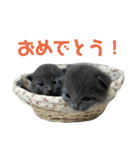 シャビさん（個別スタンプ：3）