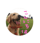 ゴールデンレトリバー★にこり（個別スタンプ：2）