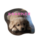 ゴールデンレトリバー★にこり（個別スタンプ：4）