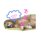 ゴールデンレトリバー★にこり（個別スタンプ：5）