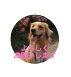 ゴールデンレトリバー★にこり（個別スタンプ：7）