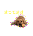 ゴールデンレトリバー★にこり（個別スタンプ：8）