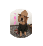 ゴールデンレトリバー★にこり（個別スタンプ：10）