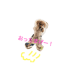 ゴールデンレトリバー★にこり（個別スタンプ：16）
