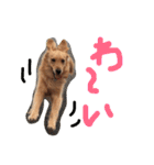 ゴールデンレトリバー★にこり（個別スタンプ：17）