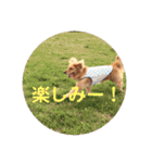 ゴールデンレトリバー★にこり（個別スタンプ：19）