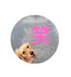 ゴールデンレトリバー★にこり（個別スタンプ：30）