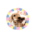 ゴールデンレトリバー★にこり（個別スタンプ：31）