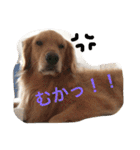 ゴールデンレトリバー★にこり（個別スタンプ：40）