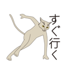 思い伝える地味猫スタンプ（個別スタンプ：5）