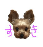 ヨーキーモコちゃん（個別スタンプ：1）